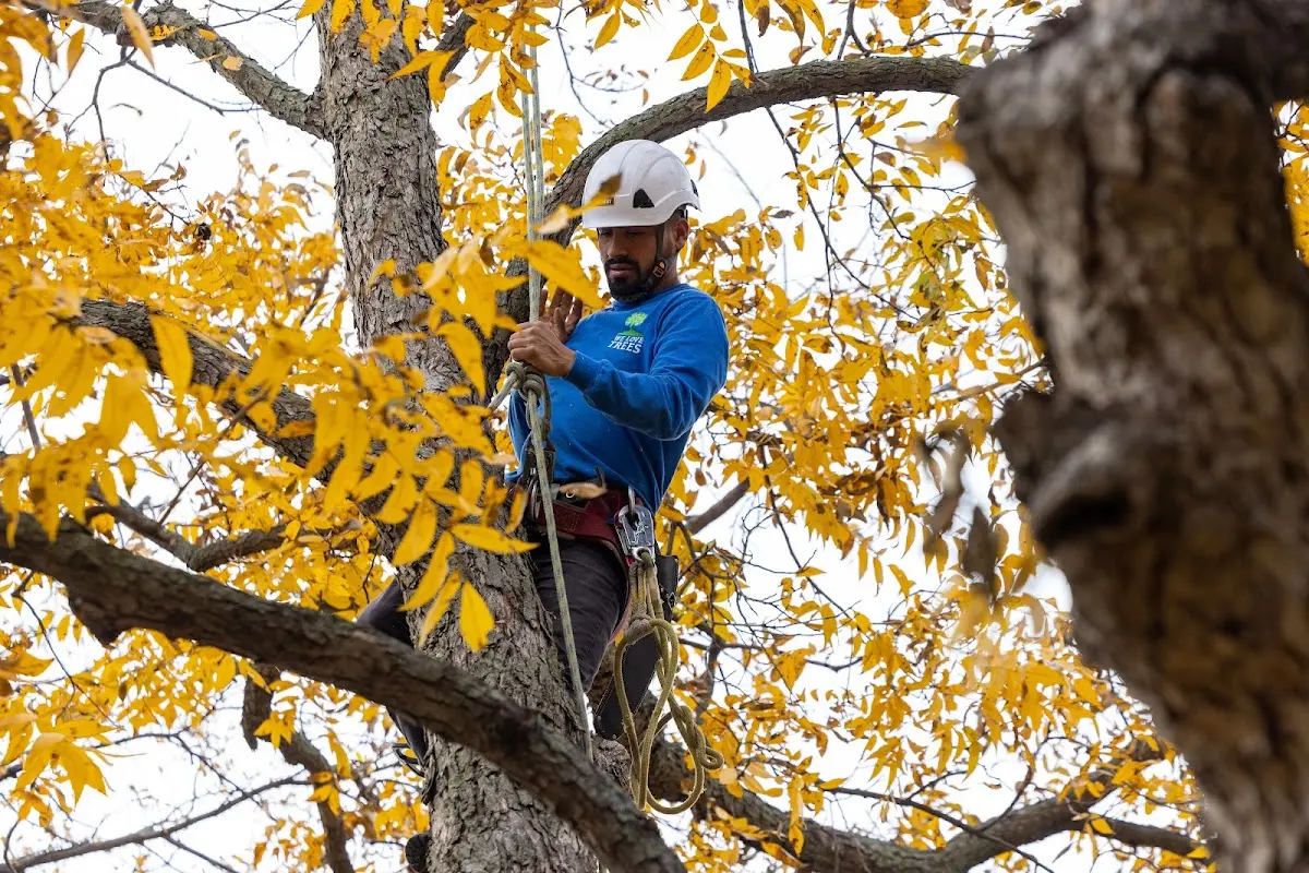 Skilled Tree Pruning crew working in Fort Supply